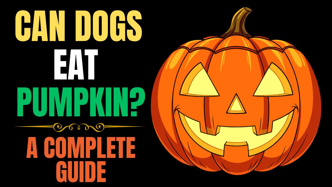 Can Dogs Eat Pumpkin? A Complete Guide