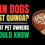 Can Dogs Eat Quinoa? Benefits, Risks & Feeding Guide
