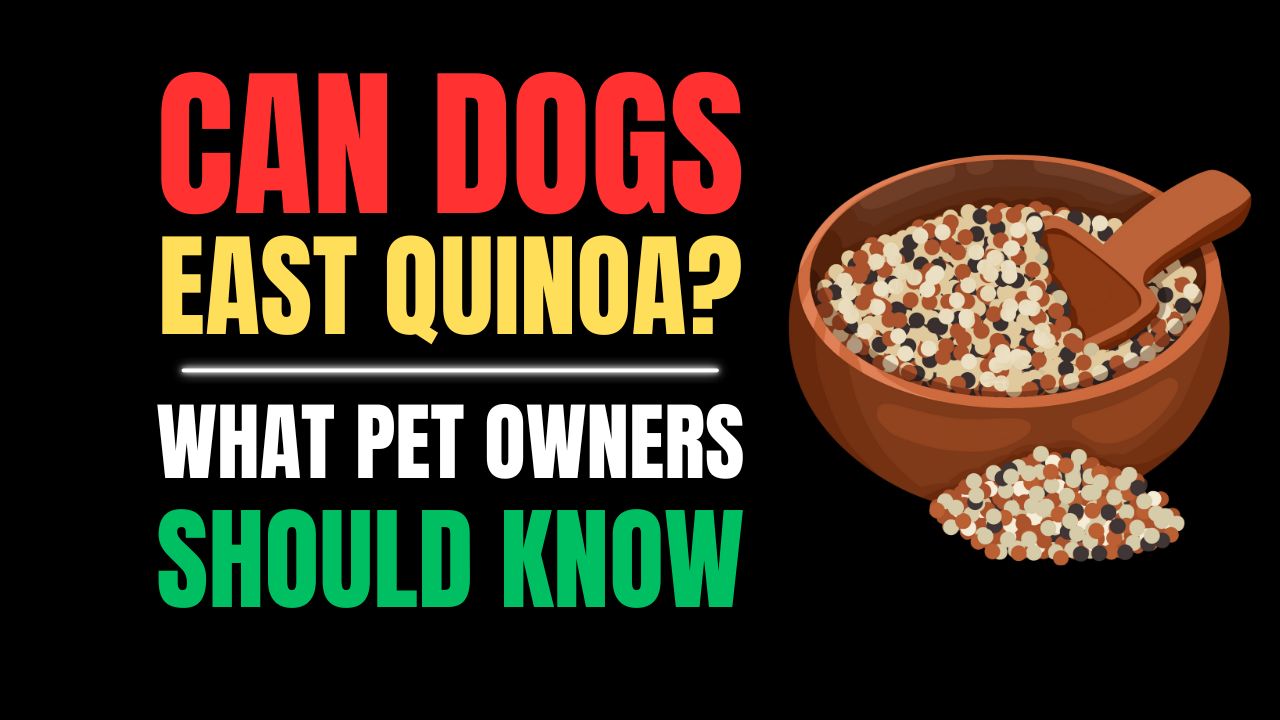 Can Dogs Eat Quinoa? Benefits, Risks & Feeding Guide