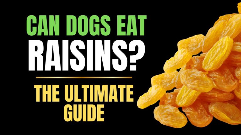 Can Dogs Eat Raisins?