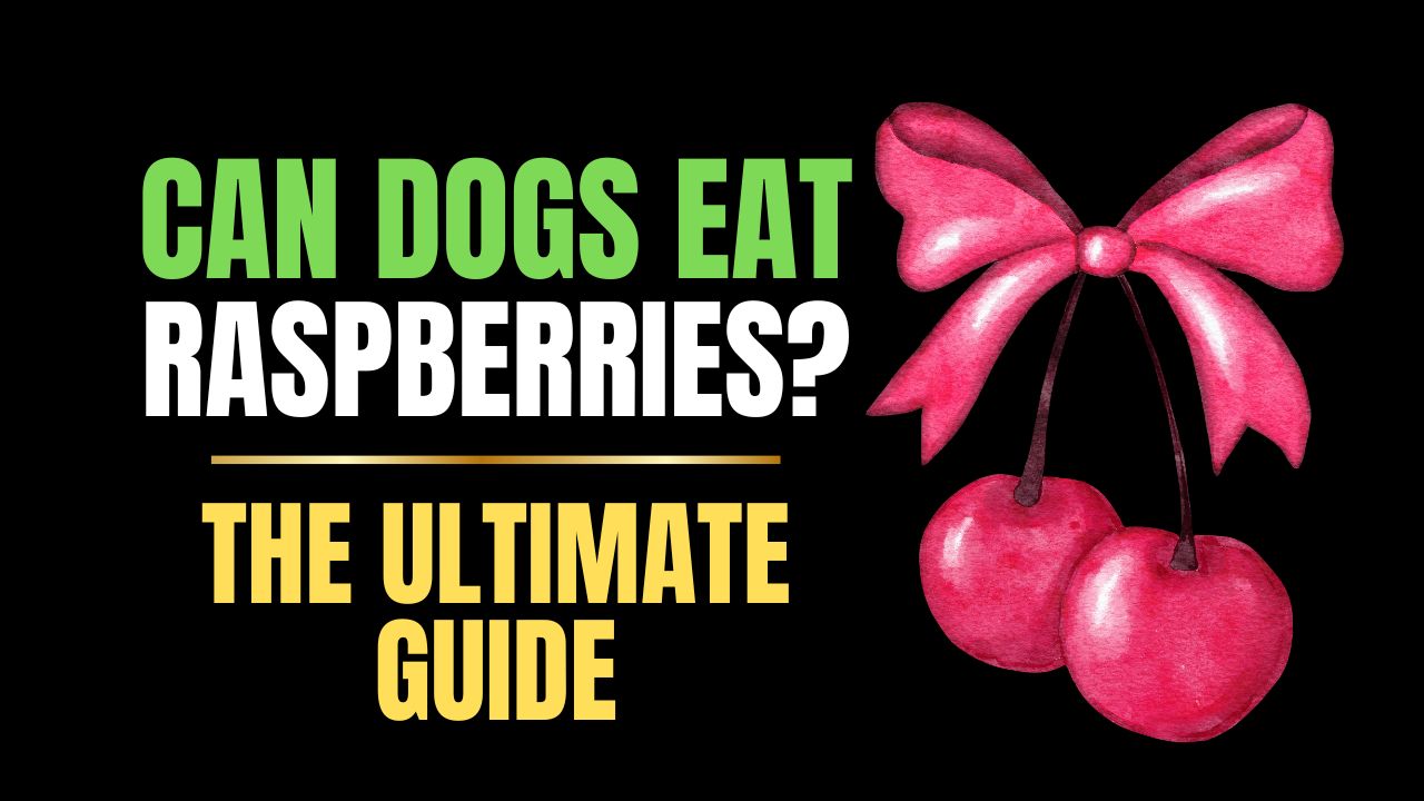 Can Dogs Eat Raspberries?