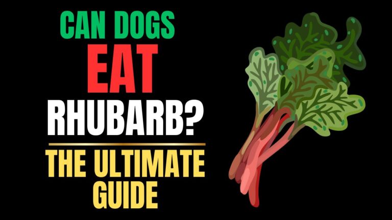 Can Dogs Eat Rhubarb?