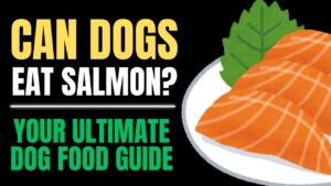 Can Dogs Eat Salmon?