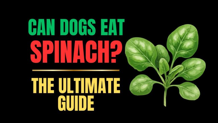 Can Dogs Eat Spinach?