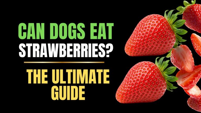 Can Dogs Eat Strawberries?