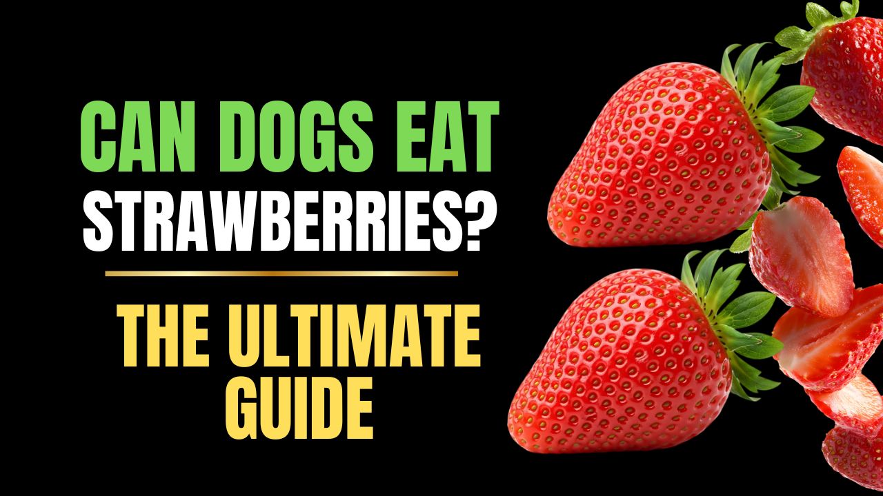Can Dogs Eat Strawberries?