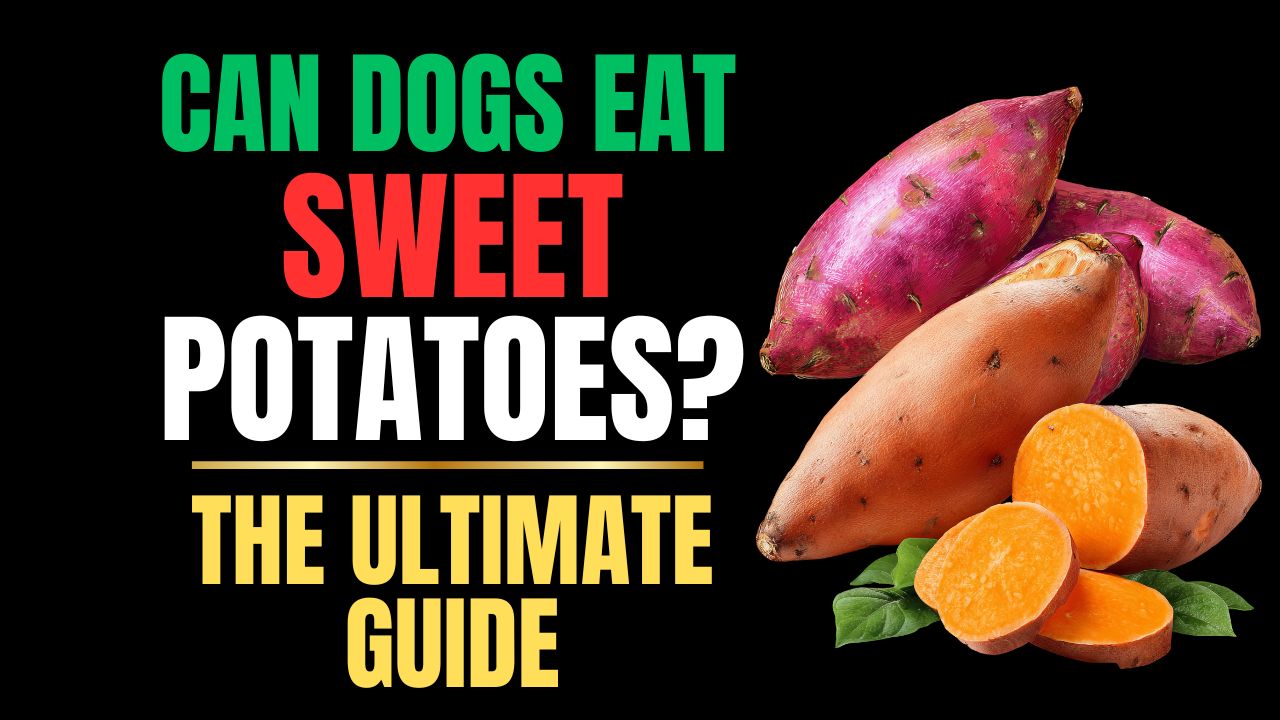 Can Dogs Eat Sweet Potatoes?