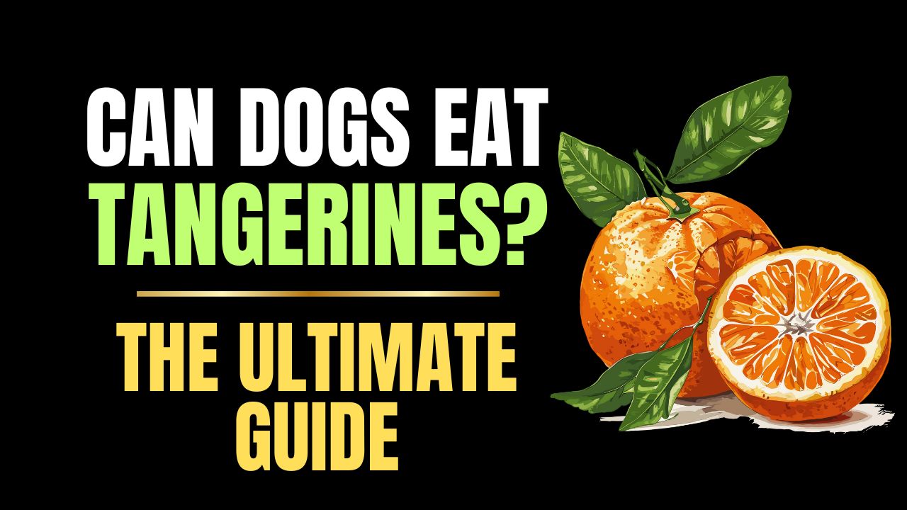 Can Dogs Eat Tangerines??