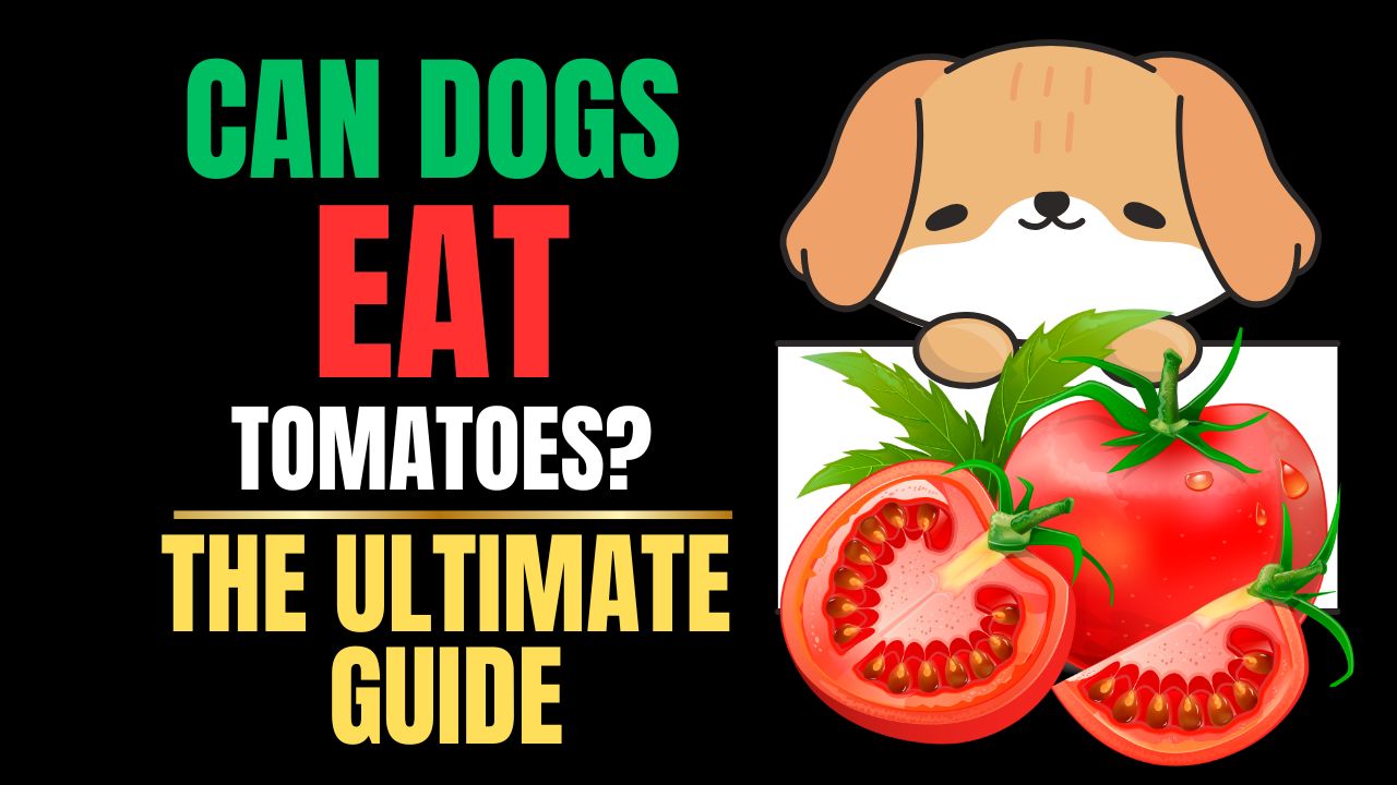 Can Dogs Eat Tomatoes?