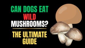 Can Dogs Eat Wild Mushrooms?
