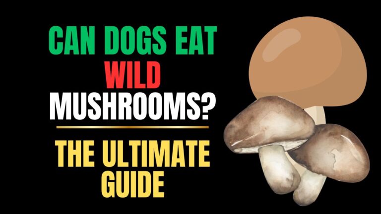 Can Dogs Eat Wild Mushrooms?