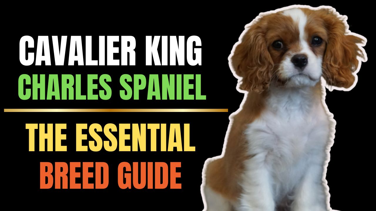 Cavalier King Charles Spaniel