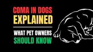 Coma in Dogs Explained