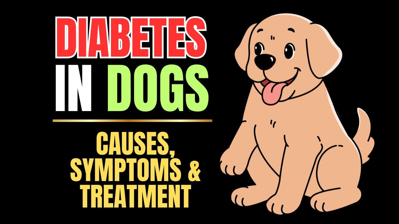 Dog Diabetes Explained
