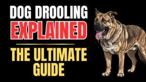 Dog Diarrhea Explained