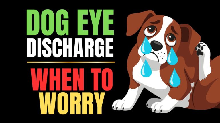 Dog Eye Discharge: Causes, Types & Treatment