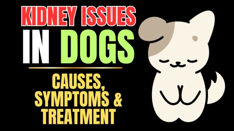 Dog Kidney Problems