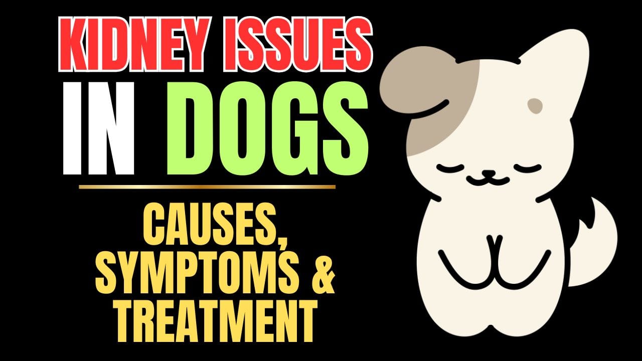 Dog Kidney Problems