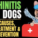 Dog Rhinitis Explained: Causes, Treatment & Prevention