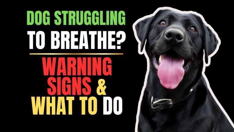Dog Struggling to Breathe? Warning Signs & What to Do