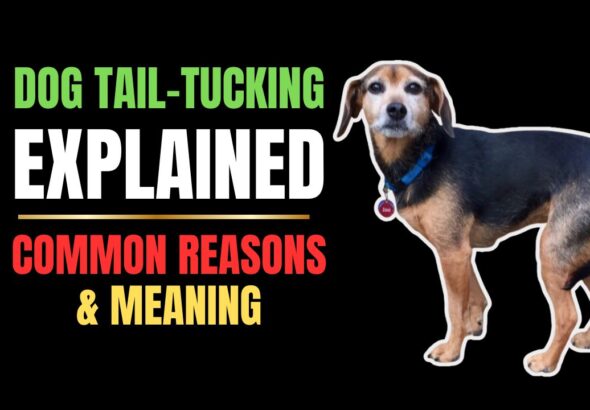 Dog Tail-Tucking Explained: Emotional & Medical Causes