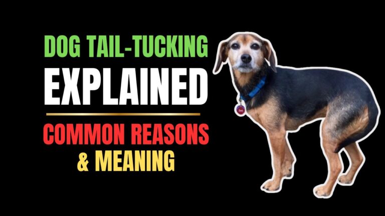 Dog Tail-Tucking Explained: Emotional & Medical Causes