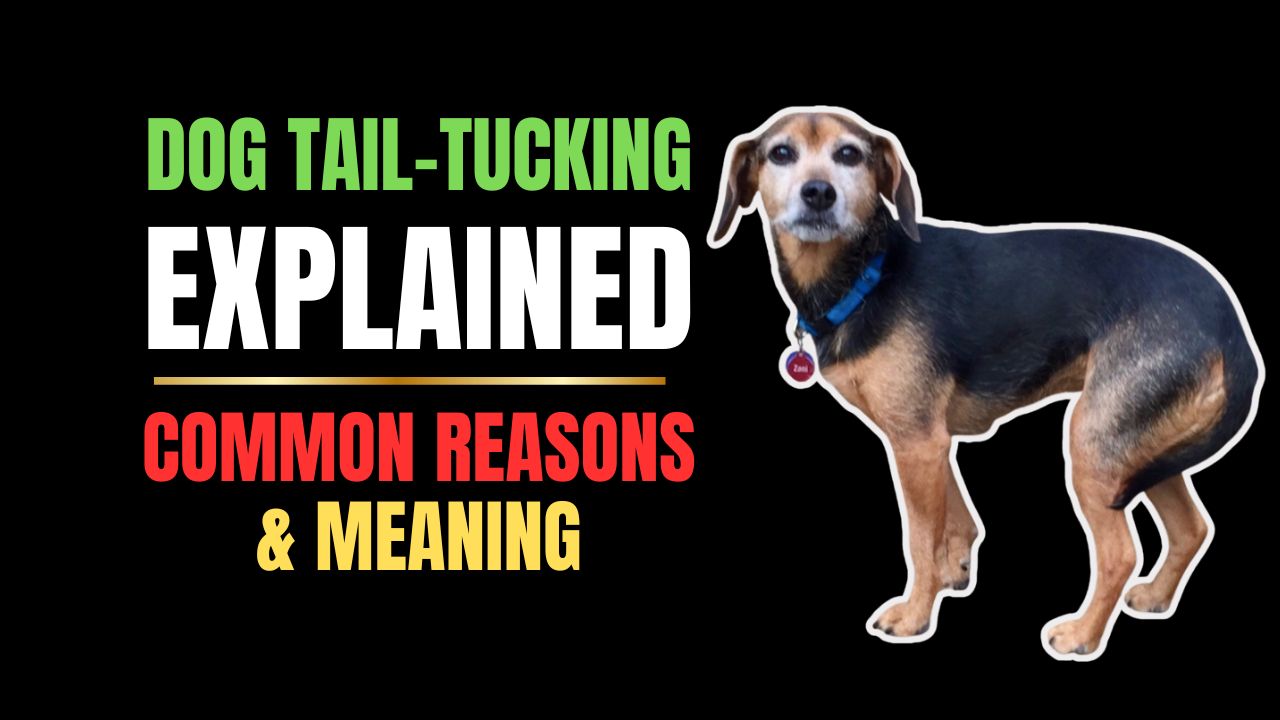 Dog Tail-Tucking Explained: Emotional & Medical Causes