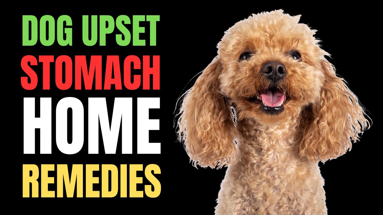 Dog Upset Stomach Home Remedies