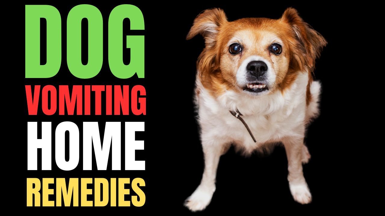 Dog Vomiting Home Remedies
