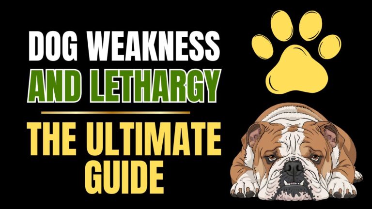 Dog Weakness and Lethargy - Signs & Solutions