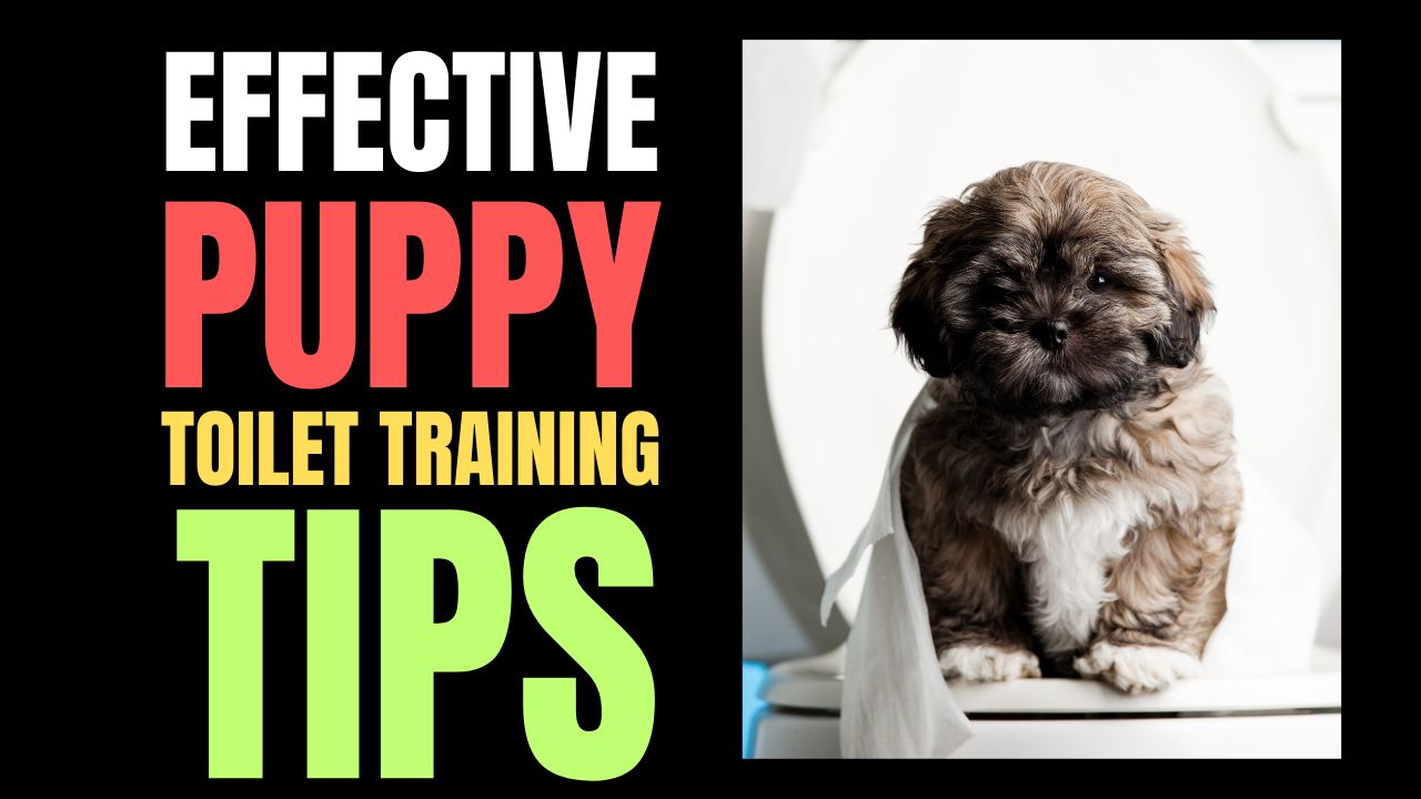 Effective Puppy Toilet Training Tips