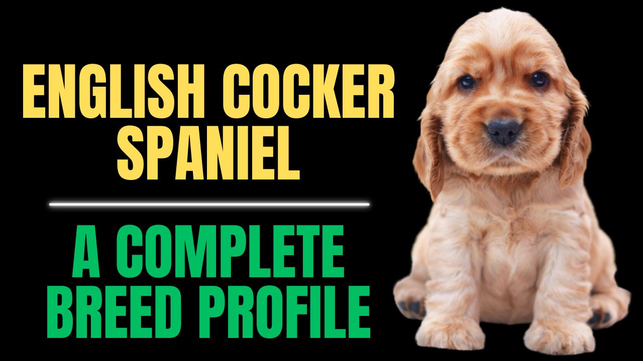 English Cocker Spaniel