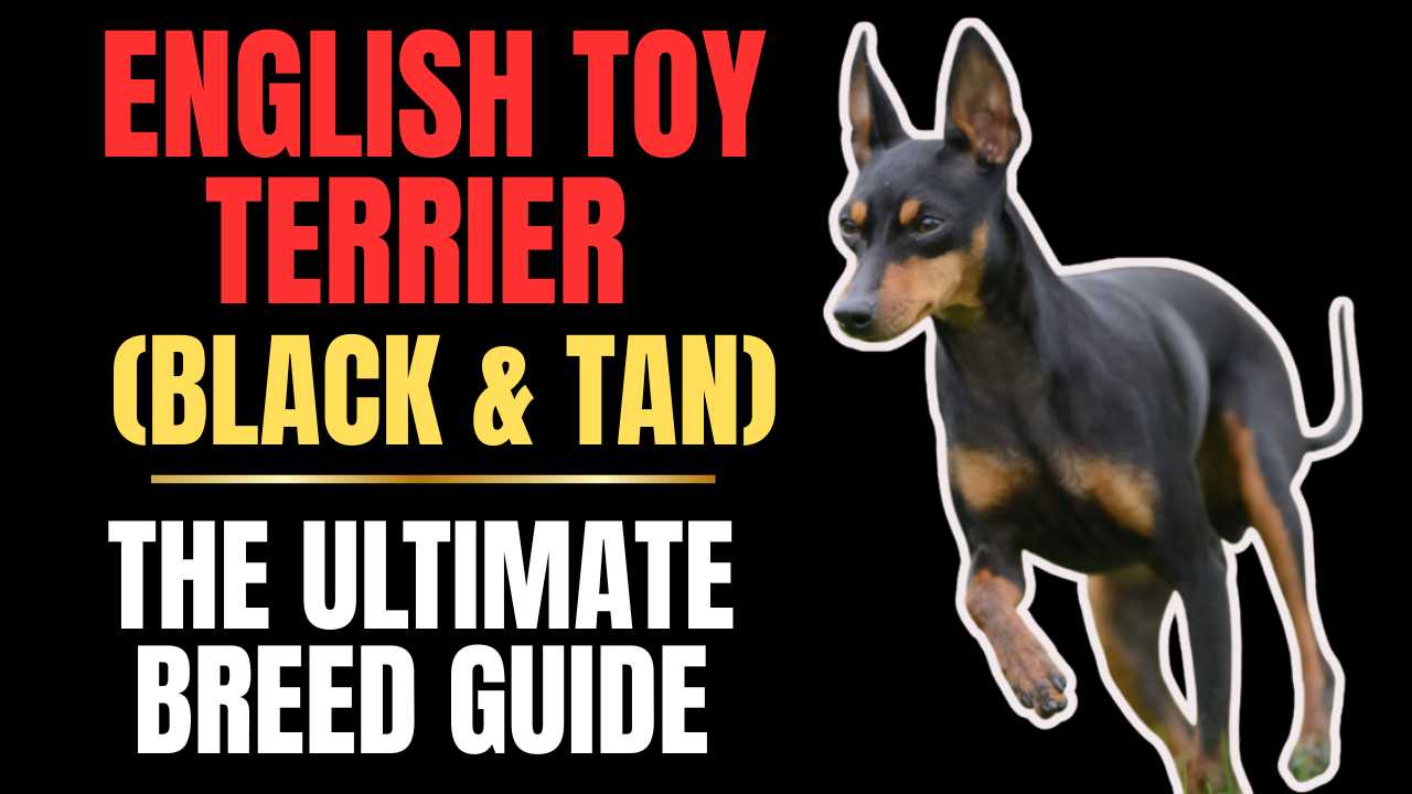 English Toy Terrier (Black & Tan) | The Ultimate Breed Guide