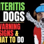 Enteritis in Dogs: Causes & Treatment