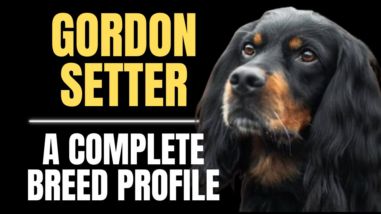 Gordon Setter