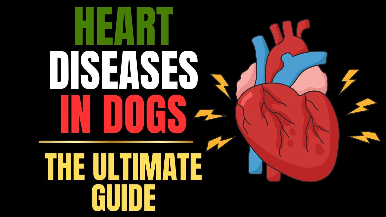 Heart Disease in Dogs