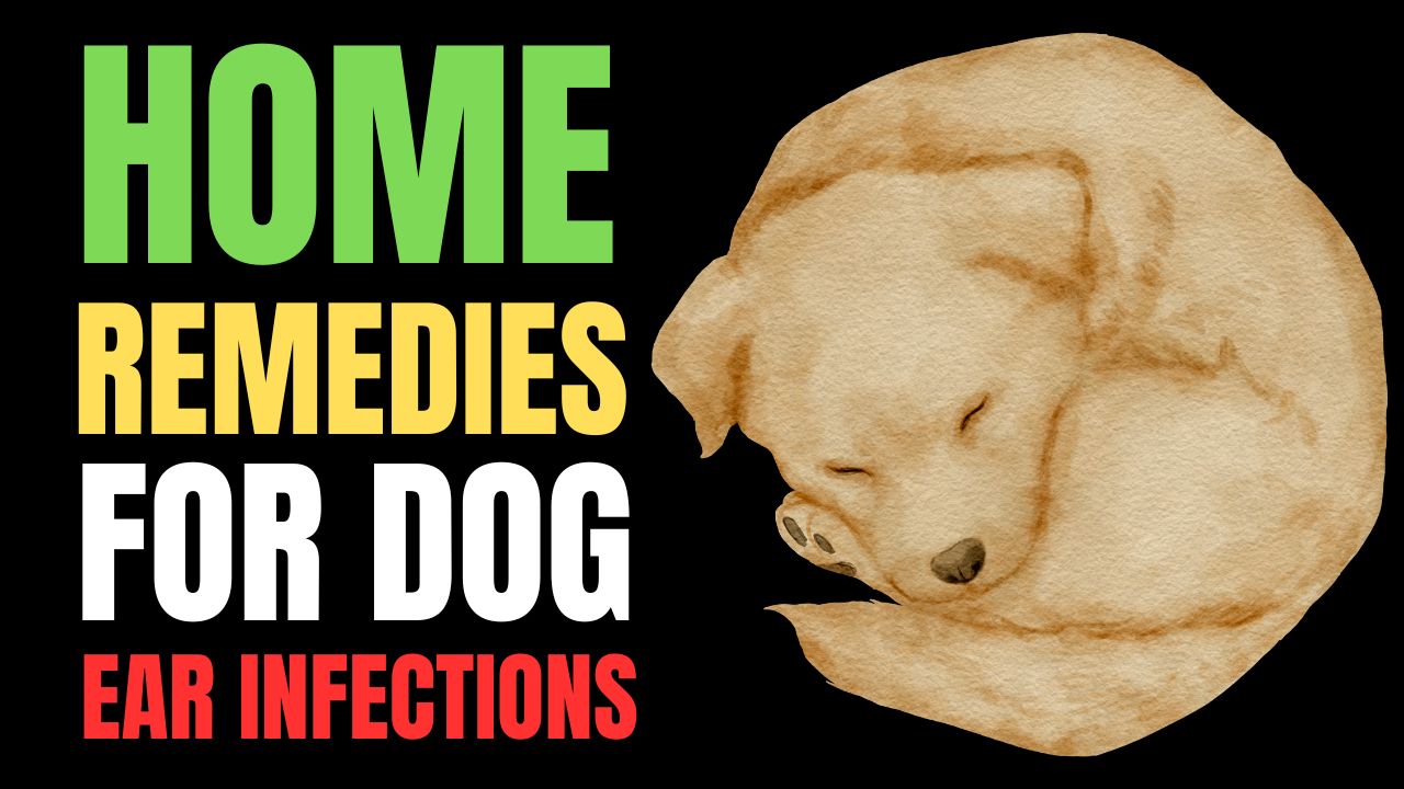 Home Remedies for Dog Ear Infections