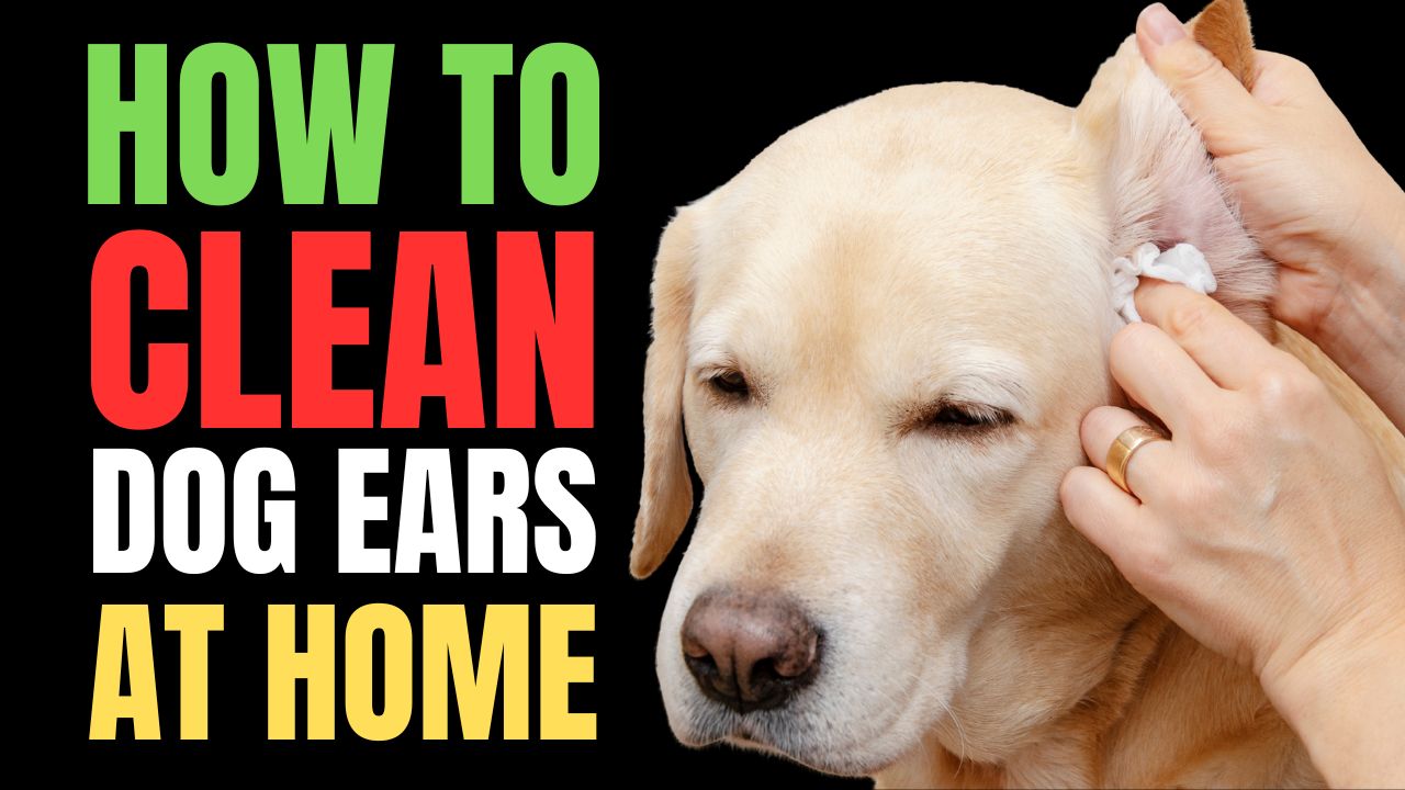 How to Clean Dog Ears at Home