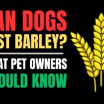 Is Barley Safe for Dogs? Nutrition Facts & Serving Guide