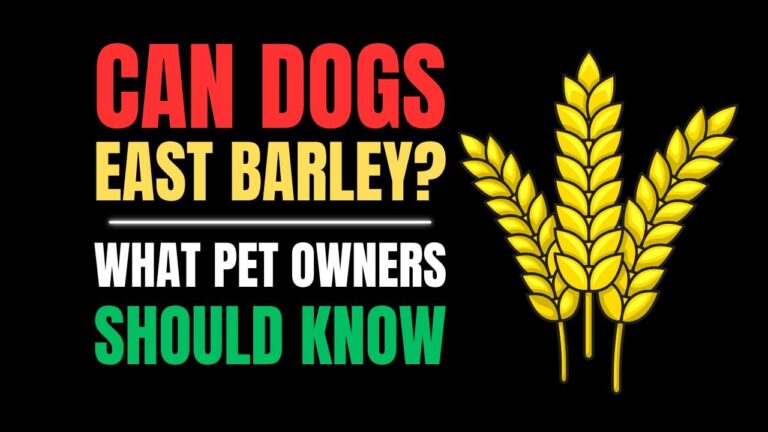 Is Barley Safe for Dogs? Nutrition Facts & Serving Guide