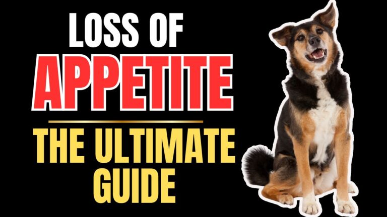 Loss of Appetite in Dogs