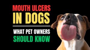 Mouth Ulcers in Dogs: Causes, Symptoms & Treatment