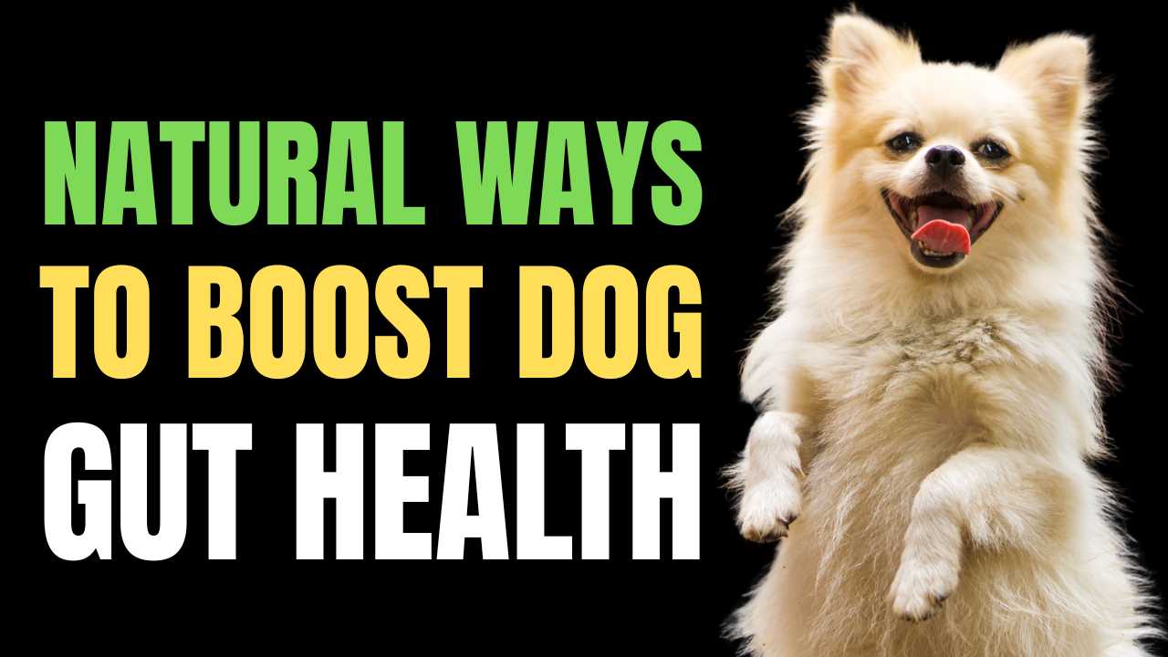 Natural Ways to Boost Dog Gut Health
