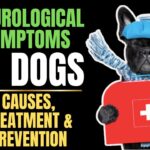 Neurological Symptoms in Dogs: Causes & Treatment