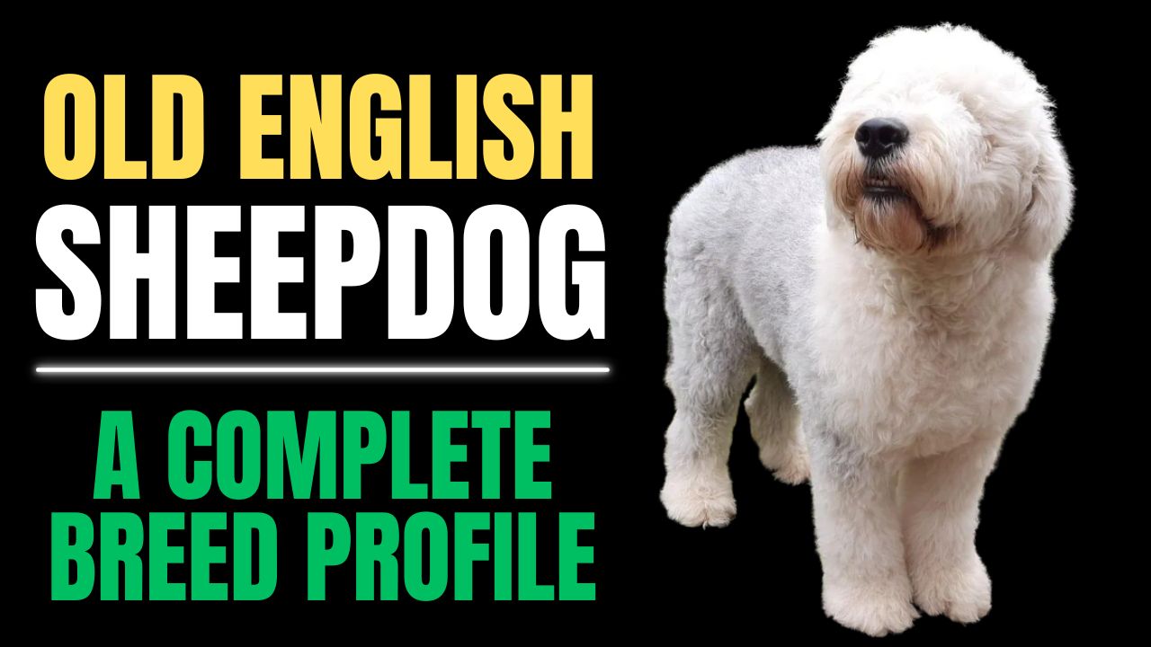 Old English Sheepdog