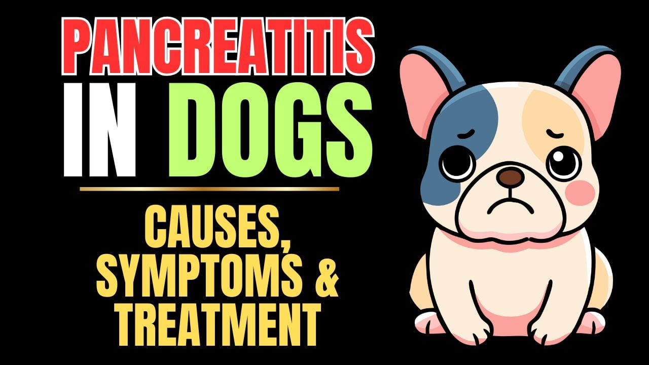 Pancreatitis in Dogs