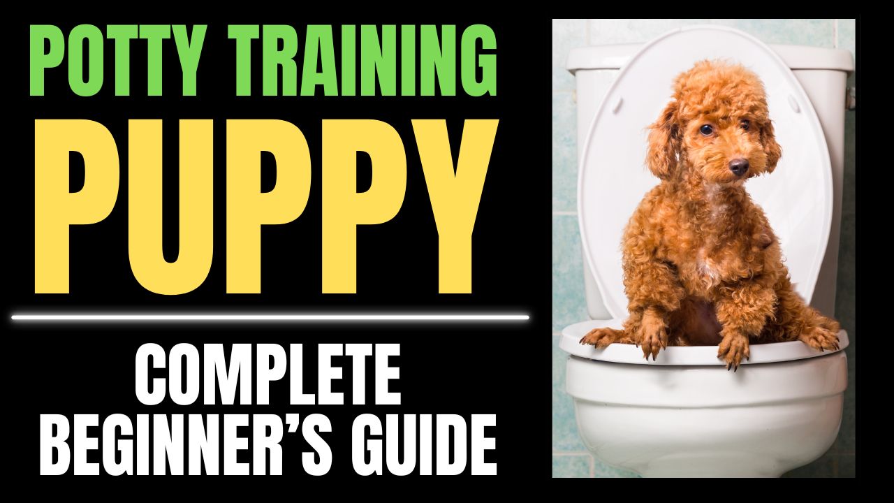 Potty Training Puppy: Complete Beginner’s Guide