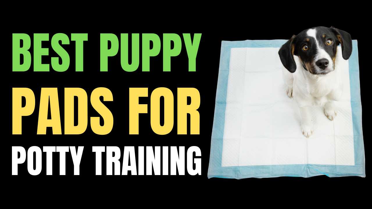 Puppy Pad: Seven Best Brands for Potty Training