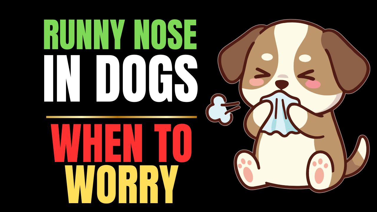 Runny Nose in Dogs Explained- When to Worry