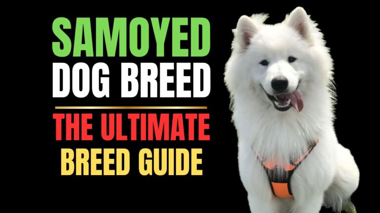 Samoyed Dog Breed